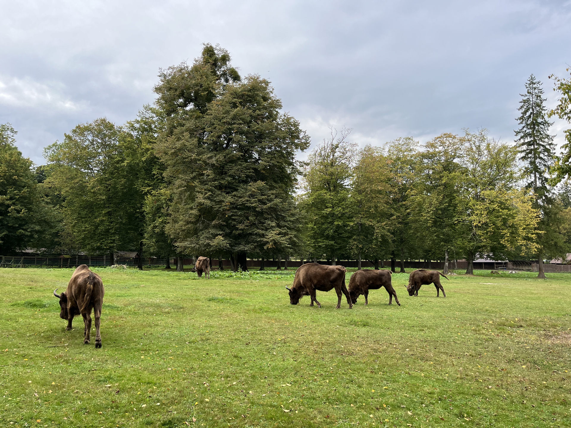 Białowieża National Park